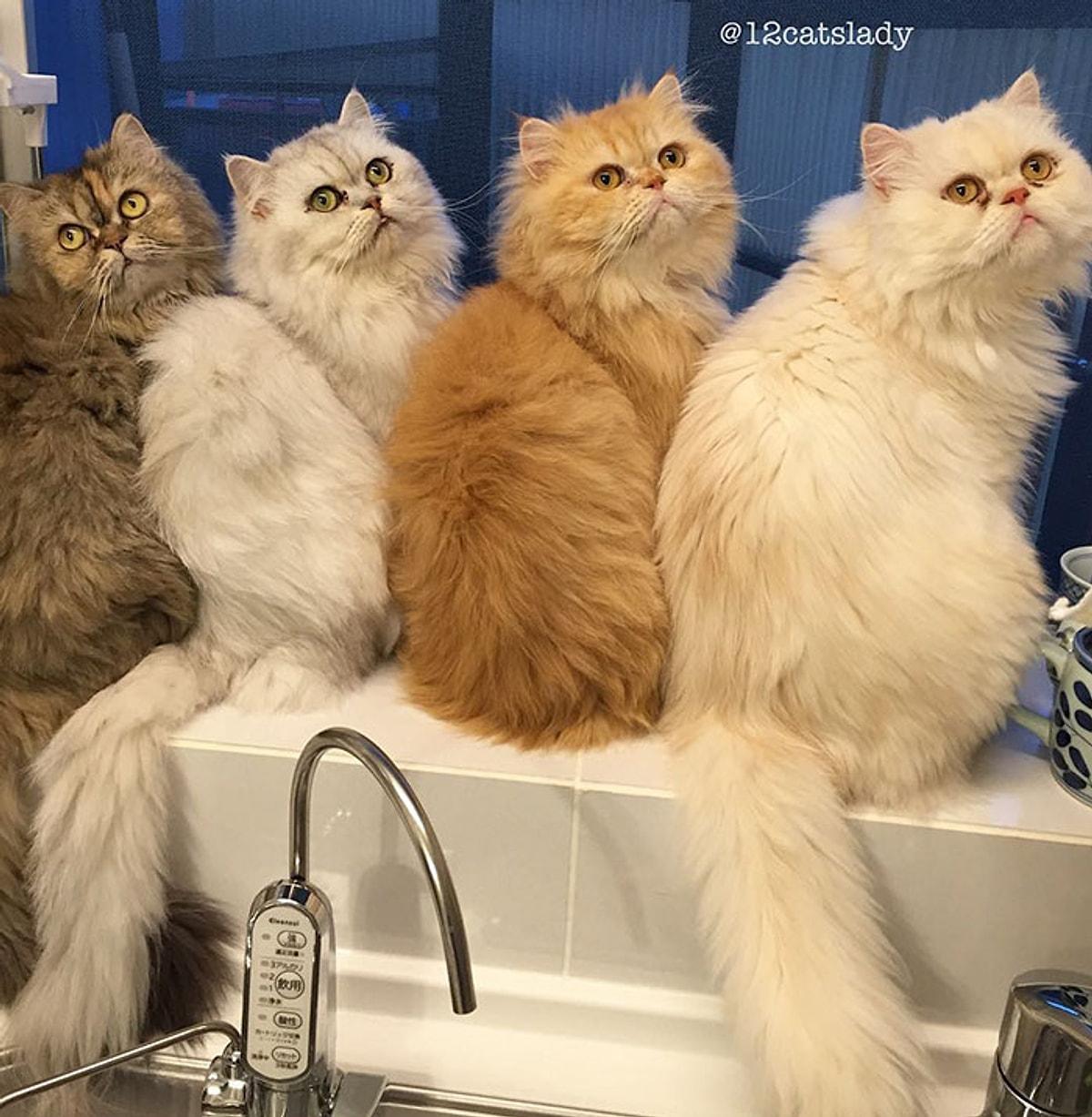 Сколько живут персидские. Персидские коты. Сколько живут персидские коты. Дома персов. 12 Котов.