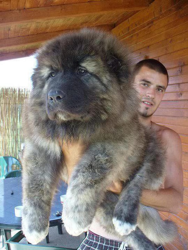 19. Щенок Нагази - грузинская горная сторожевая собака.