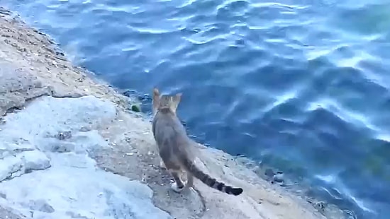 Denizden Kendi Balığını Kendi Avlayan Yetenekli Kedi