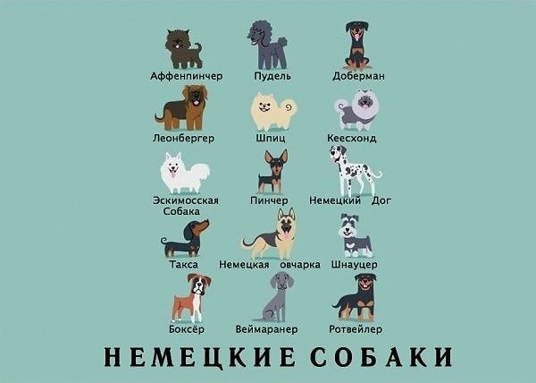 9. Немецкие