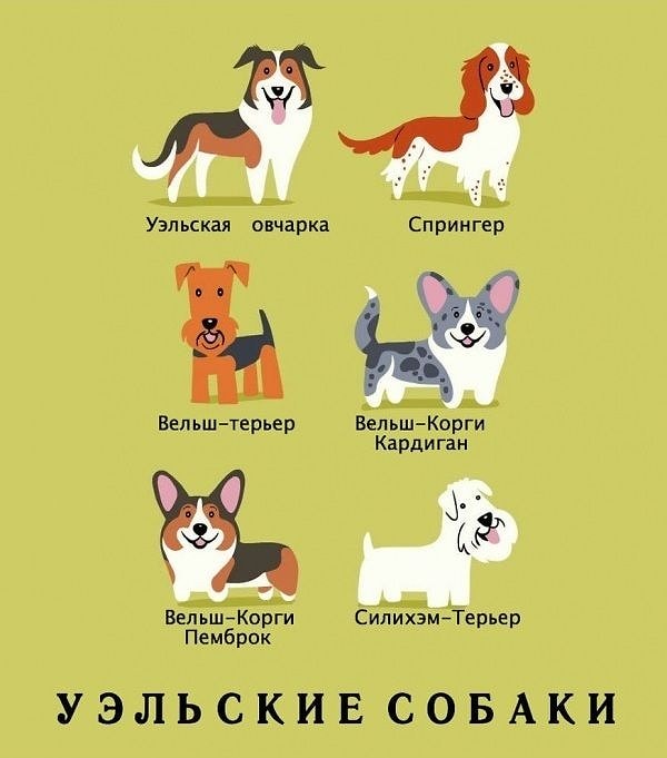 13. Уэльские