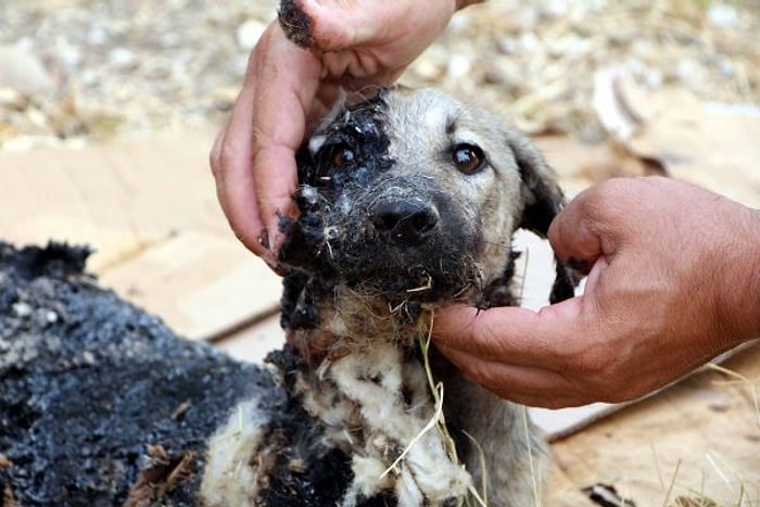 Asfalt Çalışmasının Yeni Tamamlandığı Yerde Zifte Gömülen Yavru Köpeğe Yardım Eli