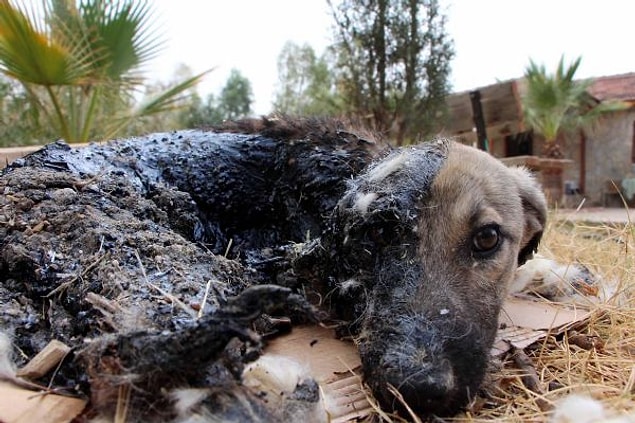 Çift ve arkadaşları, henüz 4-5 aylık köpeğin vücüdunun tamamına yapışan zift nedeniyle hareket edemediğini farketti...