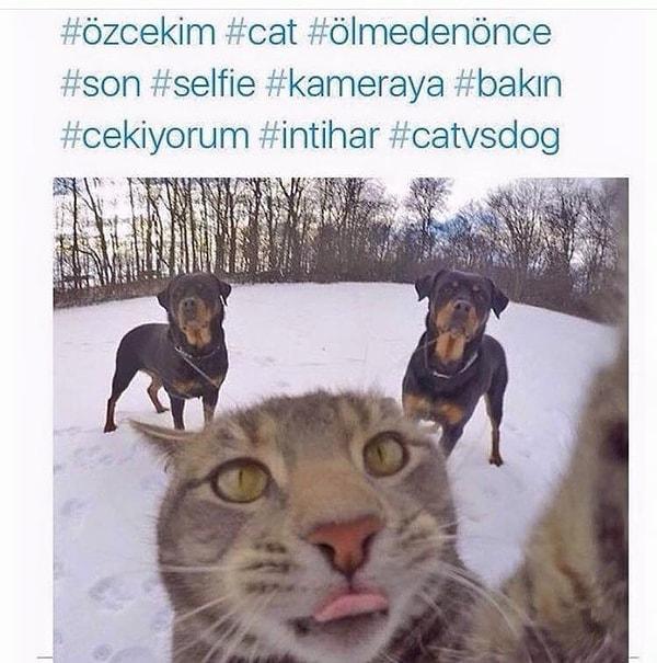 BONUS: Kedi Instagram hesabı temsili. 😀