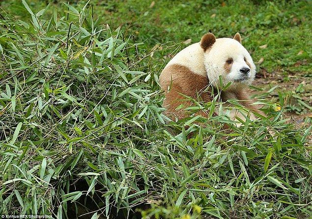 Qizai farklı rengi yüzünden genç bir pandayken de arkadaşları ona çok sataşmışlar; çoğu zaman yediği bambuları elinden almışlar.