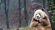 Panda Olunca Siyah Beyazsın Sanıyorlar! İşte Size Dünya'nın Tek Kahverengi Pandası: Qizai