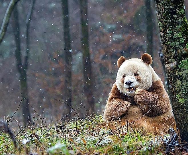 Panda Olunca Siyah Beyazsın Sanıyorlar! İşte Size Dünya'nın Tek Kahverengi Pandası: Qizai