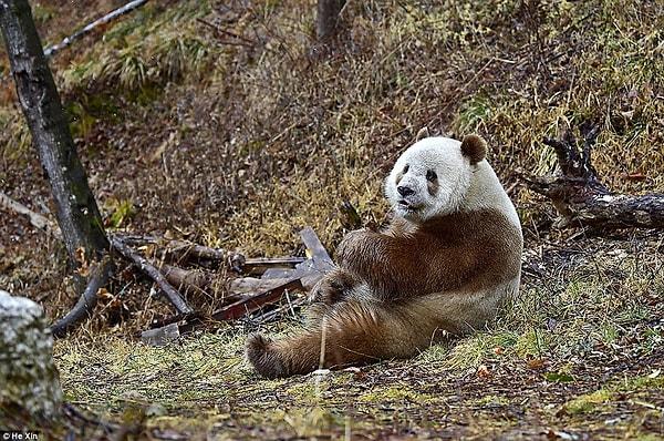 Kendi güveniliği için hemen Şensi Vahşi Yaşam Koruma Merkezi'ne alınan kahverengi panda, tedavi edildi ve panda sütüyle beslendi.
