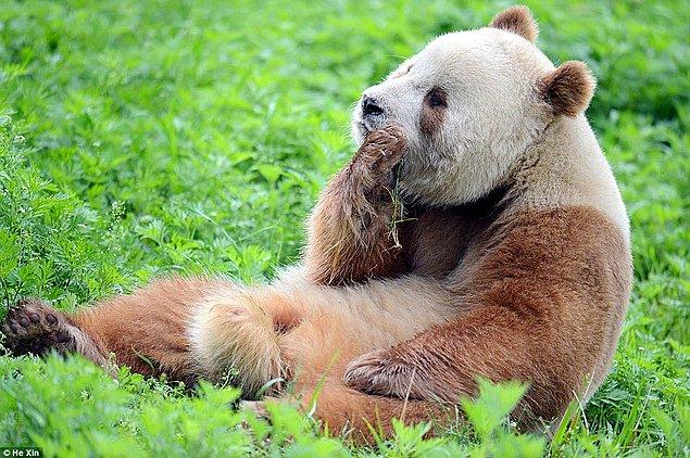 Çin'in güneybatısında, daha çok Siçuan eyaletinde yaşayan vahşi pandaları Qizai'nin geldiği yer olan Şensi bölgesinde de görmek mümkün.