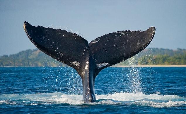 6. Balinalar da güneş yanıklarından muzdarip olabilirler.