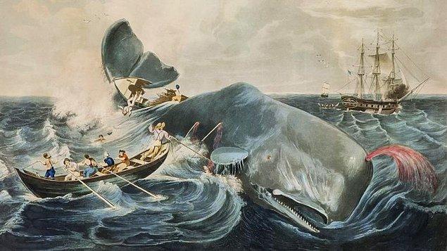 21. İnsanlar balinaları Taş Devri'nden beri avlıyor. Eski balina avcıları onları kayıktayken avlamak için zıpkın kullanırlardı.