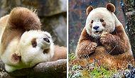 Единственная в мире коричневая панда хлебнула горя из-за своей необычной внешности