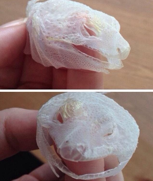 20. This little mask which is the remains of a lizard's dead skin