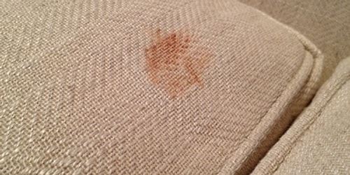 Corn germ is good for removing the stains on your couch. Apply some corn germ while the stain is still wet and wait for 20 minutes. Then, remove the germ and stain by using a vacuum.