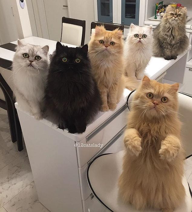 So how does she make all these 12 furballs pose for the camera at the same time?