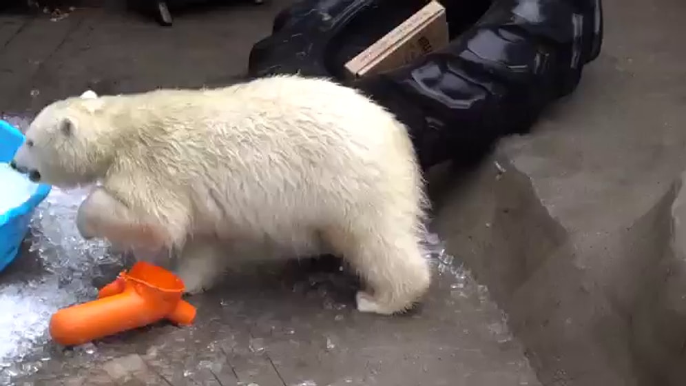 Счастье белого мишки: после лечения ему наконец разрешили поваляться во льду