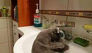 Эта кошка любит по утрам принимать душ в раковине