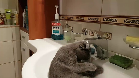 Эта кошка любит по утрам принимать душ в раковине