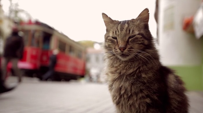 İstanbul'un 'Kedi'leri Amerika Gündeminde