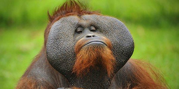Hayvanların plan yapabildiğini ise araştırmalar neticesinde biliyoruz. Örneğin bazı kuşlar daha sonra yemek üzere yiyecek, bazı bonobo ve orangutanlar da daha sonra kullanmak üzere alet saklayabilirler.