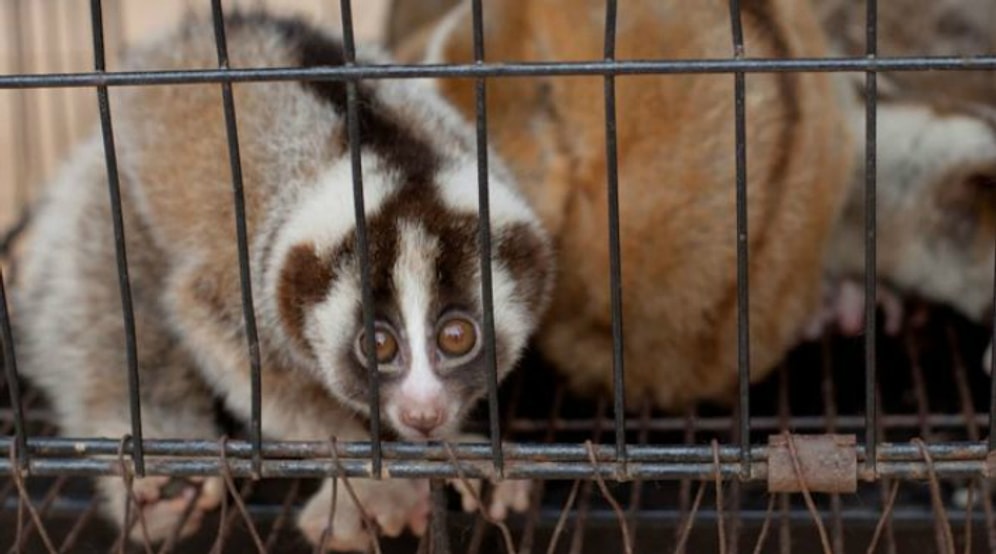 Endonezya'da Facebook'ta Satılan 34 'Yavaş Loris' Kurtarıldı