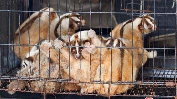 Avcıların yakaladıkları yavaş lorisleri hayvan kaçakçılarına yaklaşık 3.5 dolara sattıkları, hayvan kaçakçılarının da bunun 10 katı kadar bir fiyata hayvanları pazarladığı belirtiliyor.