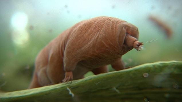 All in all, Tardigrades can be the new inspiration for us to dream about immortality. After all, now we know the secret of the world’s strongest animal!