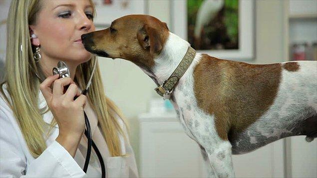 15. Veterinerler hayvan sahiplerinin 'dırdırını' dinlememek için stetoskopu daha uzun süre dinlerler.