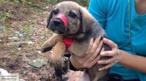 10. В отношении девушек назначены психолого-психиатрические экспертизы. Возможно, фигуранткам по делу придется пройти принудительное лечение.