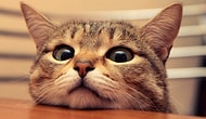 Why Do Cats Bring Their Prey To You?