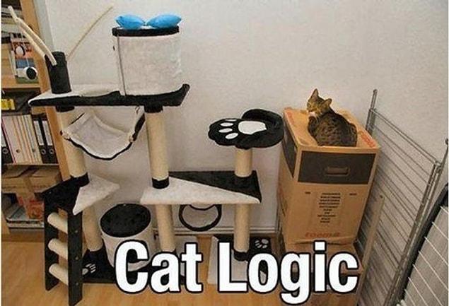 2. When your cat prefers a box over everything...