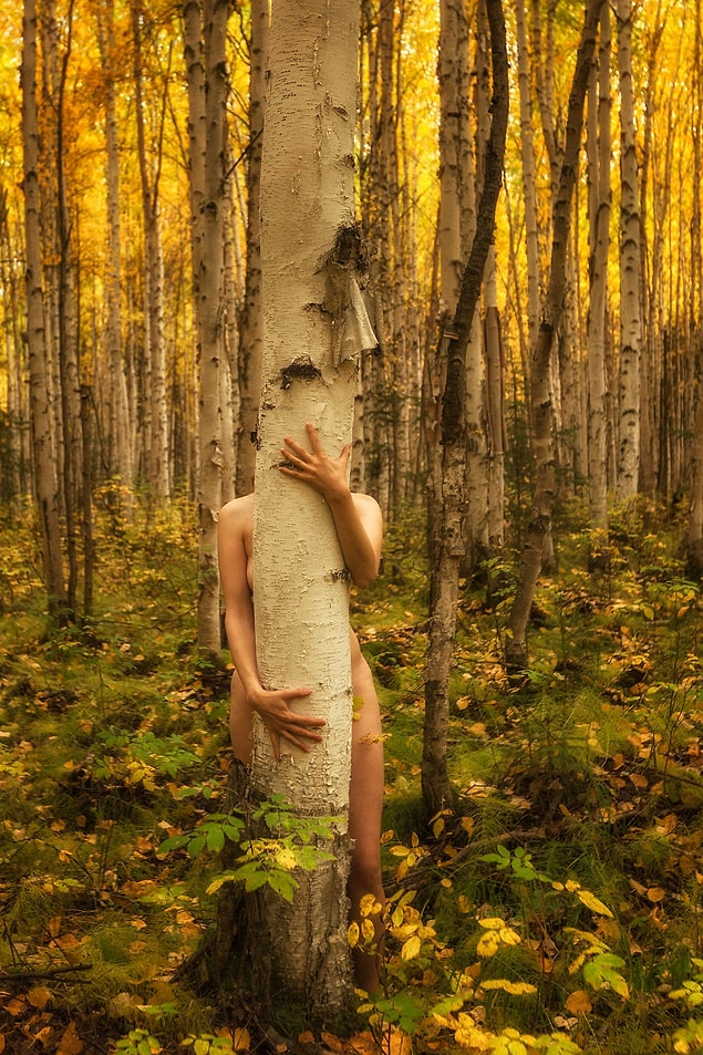 3. Huş Ormanını Kucaklamak - Beyaz Huş Ağacı (Betula Papyrifera). Alaska
