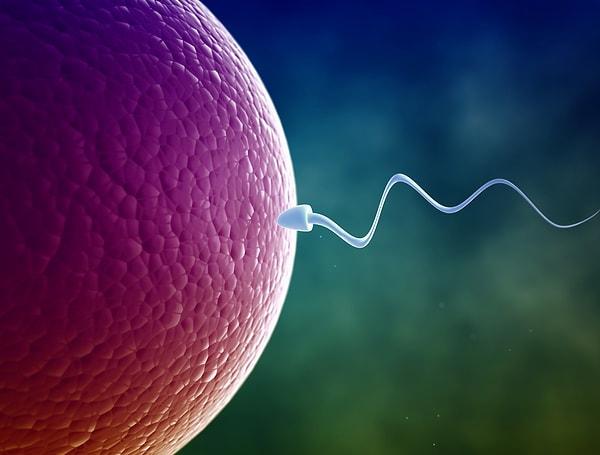 Normal şartlarda döllenmenin gerçekleşmesi için kadının yumurtasıyla erkeğin sperminin uygun ortamda birleşmesi gerekiyor.
