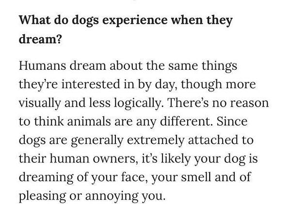 Aynı zamanda okuyucalardan gelen soruları da cevaplayan psikolog Dr. Deirdre Barrett, köpeklerin rüyaları ile ilgili ise şöyle bir bilgi verdi.