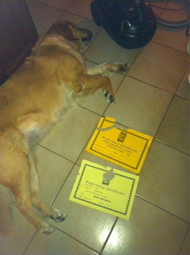 "Мой пес съел сертификаты, что он прошел тренировку на послушание. Это финиш"