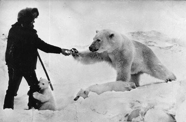 15. Sovyet askerleri aç kutup ayılarına yiyecek veriyor. 1950, Çukçi.