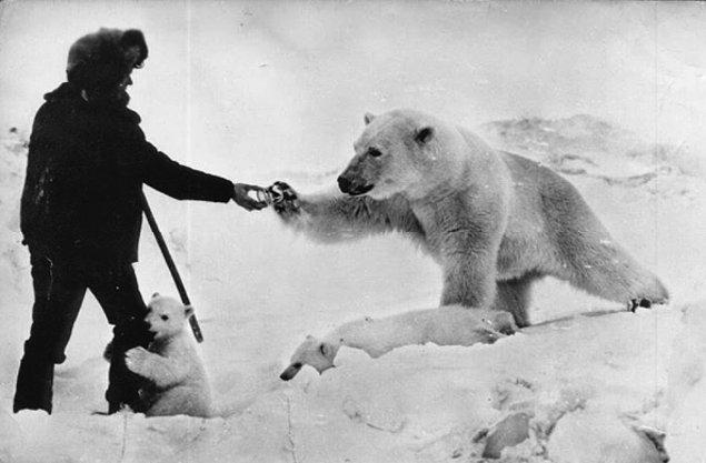 15. Sovyet askerleri aç kutup ayılarına yiyecek veriyor. 1950, Çukçi.