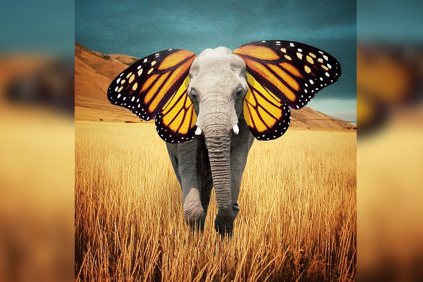 взгляд на вещи 7 букв. позитивный взгляд на мир. слон с ушами бабочки. незамыленный взгляд на вещи. перемены в жизни.