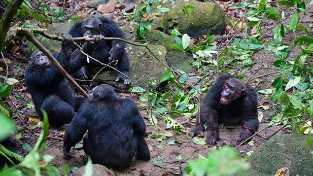 Gombe Şempanze Savaşı, 1974-1978 yılları arasında Tanzanya'daki Gombe Ulusal Parkı'nda yaşayan iki şempanze komünitesi arasında geçiyor.