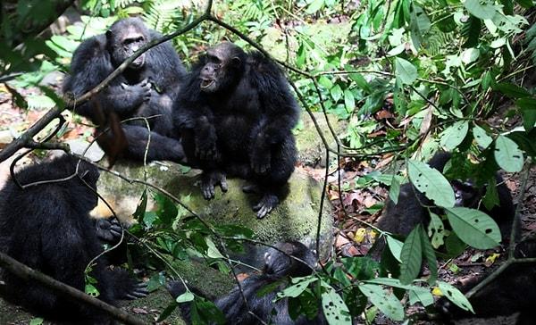 Ne var ki Kalande şempanzeleri hem fiziksel güç bakımından, hem de sayısal olarak Kasakela şempanzelerinden üstündü.