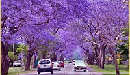 Take Another Look At Buenos Aires With Its Dazzling Jacaranda Trees !