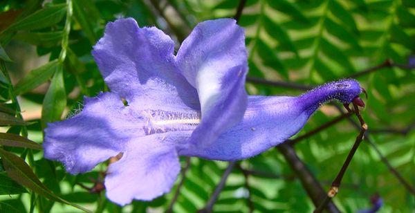 This tree, whose Latin name is Jacaranda Mimosifolia, is an exotic tree typical to the subtropical region.