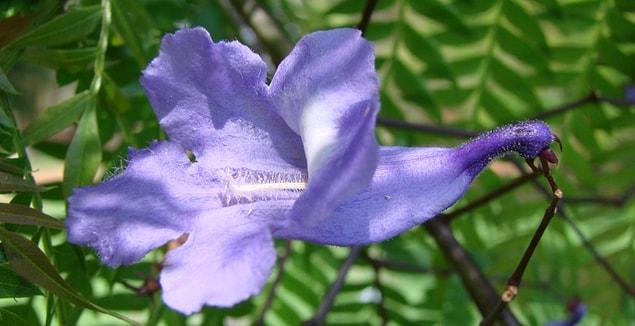 This tree, whose Latin name is Jacaranda Mimosifolia, is an exotic tree typical to the subtropical region.