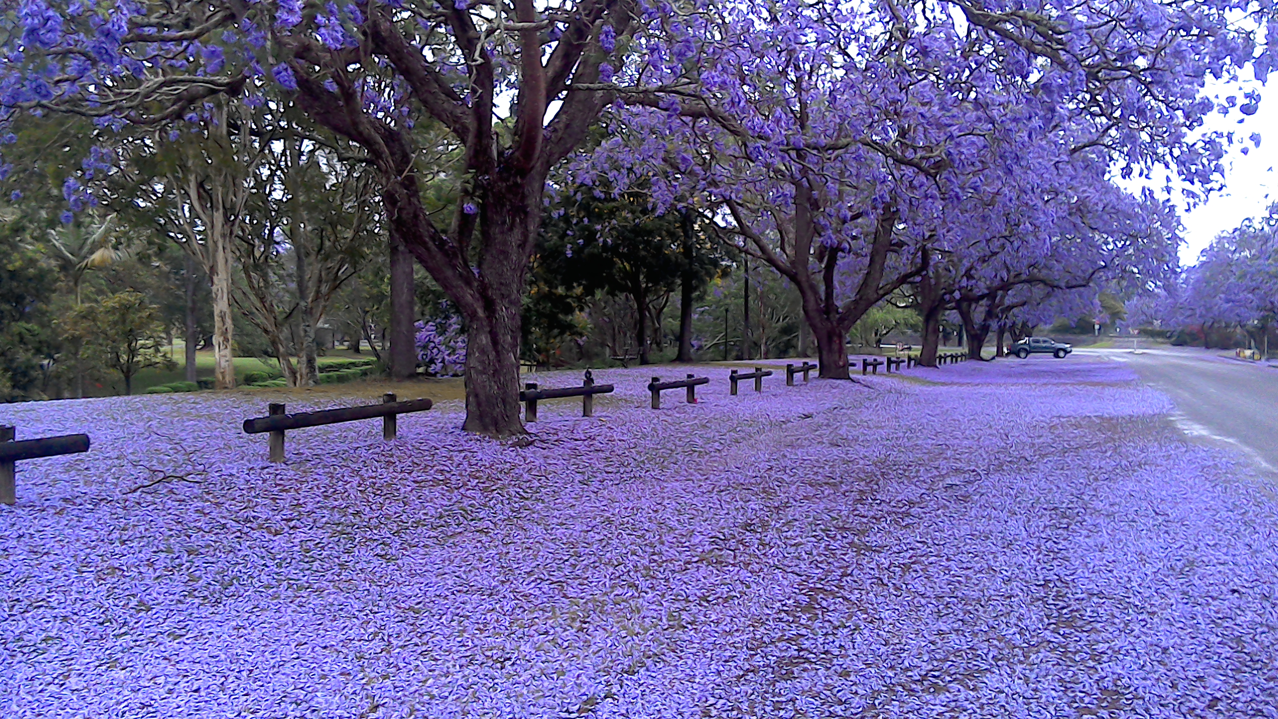 jacaranda in bloom