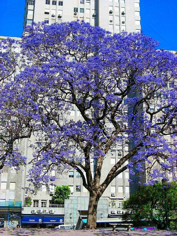 This feast in Buenos Aires won't take long and the leaves of this amazing tree will turn yellow and fall in a couple of months.
