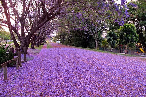 It would be quite an amazing experience to just rest for a while under Jacaranda trees while walking around the city.