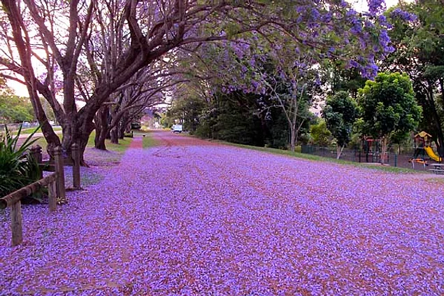 Hasil gambar untuk Jacarandas Walk facts