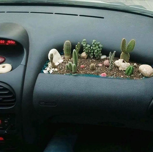 21. Yeşili sevelim.🌿🌵🌵