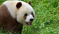 The World's Only Brown Panda Is, Literally, One Of A Kind!