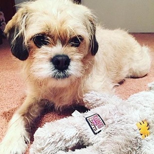14. Pugalier (Cavalier King Charles Spaniel + Pug)